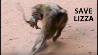NEARLY DIE ... SERIOUSLY LIZZA  Big male wild monkey bite Lizza so hard CaCa bite Male save Lizza