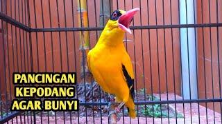 KEPODANG EMAS GACOR suara burung kepodang gacor cocok buat MASTERAN & PANCINGAN KEPODANG AGAR BUNYI