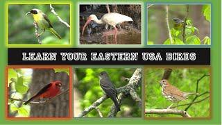 Identify 84 Eastern USA Birds. Beginner Level  Intermediate level bird id video below