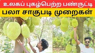 பண்ருட்டி பலா சாகுபடி  jack fruit cultivation  விவசாயம் agriculture  harvester  farming