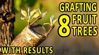 GRAFTING 8 FRUIT TREES – with RESULTS  Plum Almond Pear Apple Nectarine Fig Peach and Olive