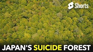 The Mysterious Suicide Forest #124