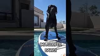 My Labrador Learns How To Paddle Board