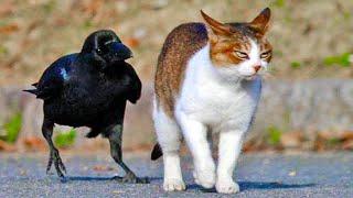 Crows Troll Cats Dogs Rats And Even Snakes...