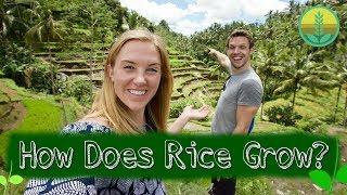 How Does Rice Grow?  Maddie Moate