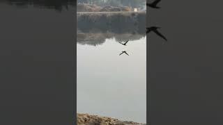 brown booby flying over water #bird #birds #birdslover#birdwatching #birdphotography #birdspecies