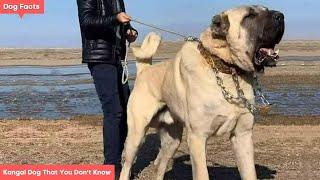 10 Facts About Kangal Dog That You Dont Know