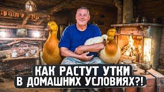 Как растут утки в домашних условиях? ️ Мое Подворье