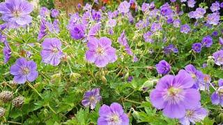 Wie Storchschnabel Geranium Rozanne Pflanzen Pflegen Düngen Schneiden?