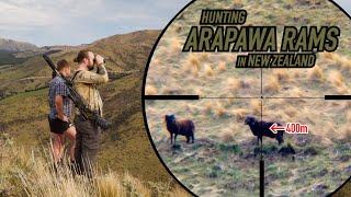 Point & Shoot Hunting Arapawa Rams in New Zealand 4K