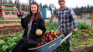 Harvesting 200 LBS of Potatoes  Gardening in Alaska