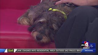 Humane Society of Utah discusses importance of regular wellness checks for pets