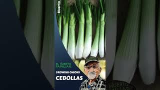 #SHORT CULTIVO CEBOLLAS - GROWING ONIONS #shortsyoutube