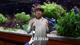 【懶人水草】你還在用黑土種水草?你還在每周換水嗎? 懶人水草免翻缸免換水免用藥物 矽砂種水草