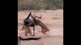 Cheetah attack buffalo