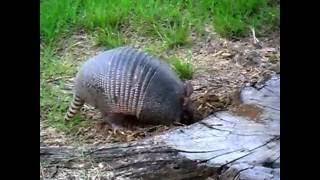 Armadillo eating ants ants eating armadillo