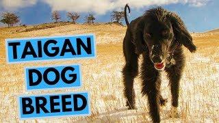 Taigan Dog Breed - Facts and Information