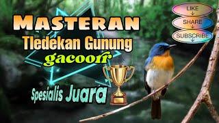 Masteran Tledekan Gunung gacor spesialis juara