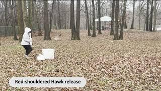 Red-shouldered Hawk & White-throated Sparrow releases