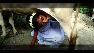 Hindistanın Enteresan Kültürü İnek Memesinden Süt İçerek Kutsanıyorlar india cow Milk childrens