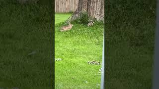 bunny shares dinner with squirrel