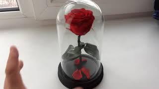 rose in a flask