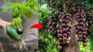 Best techniques For Growing Mangosteen Fruit with Papaya Fruit To Get Amazing Fruit
