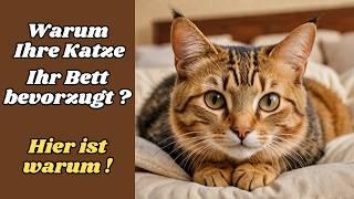 Warum deine Katze dein Bett ihren gemütlichen Plätzen vorzieht – erfahre hier warum