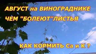 АВГУСТ на ВИНОГРАДНИКЕ. ЧЕМ БОЛЕЮТ ЛИСТЬЯ. КАК КОРМИТЬ КАЛИЕМ И КАЛЬЦИЕМ