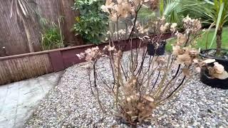 Przycinanie Hortensji ogrodowej Hydrangea pruning