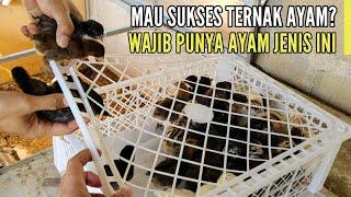 AYAM KAMPUNG SUPER BERTELUR RUTIN TIAP HARI