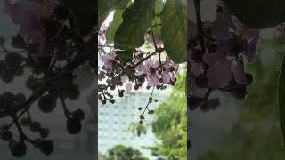 Beautiful Flowering Tree with Purple Blooms - Urban Nature #ផ្កាត្របែកព្រៃ