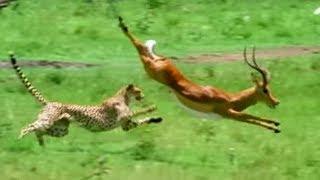 Triumph of the Herbivores  Prey Escapes Predator  Life of Mammals  BBC Earth