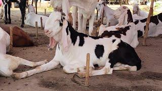 Ablak Bakre  Rajanpuri Bakre  Tadda  Bakra Mandi  Shahpur Kanjra