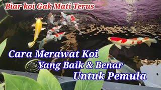 Cara Merawat Ikan Koi Agar Tidak Mati Terus Pemula Wajib Tau