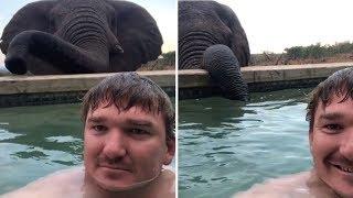 Adorable Elephant Drinks From Pool With Man In