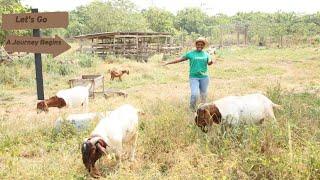 How Many GOATS To Start A Goat Farming Business? Goat House Water & Feed At Low Cost  2024 Update