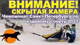 Скрытая камера на зимнем Чемпионате СПб по ездовому спорту 2021. Хаски и Спорт.