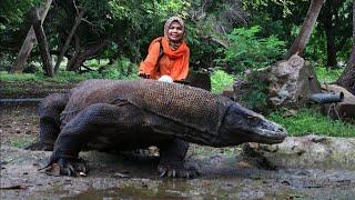 Jumpa 13 Komodo di Sarangnya Ini Pesan Penjaga Komodo di Pulau Rinca