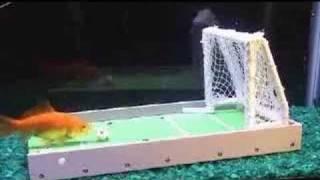 Trained Goldfish Plays Soccer