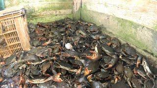 PANEN KEPITING asli kepitingnya tetap banyak keluar  meskipun suda beberapa kali di keringkan