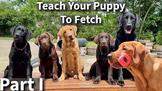 Teach Your Puppy To Fetch Part One Labrador Retriever Puppy Training Session