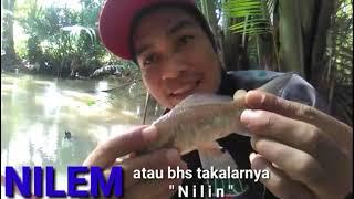 Mancing Nilem pake umpan Racikan sendiri