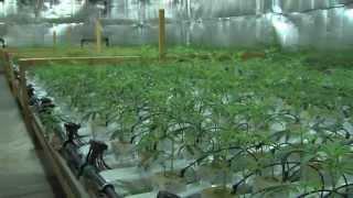 Hanf Indoor Plantage in Lüneburg - cannabis indoor grow