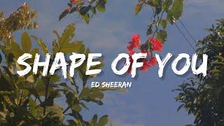 Shape Of You - Ed Sheeran Lyrics  Lyrical Bam
