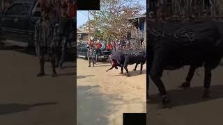 Funny Indian style lion dance elephant dance #shorts #funny #trending