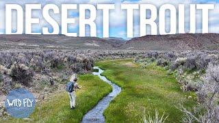 Fly-in Fishing a Remote Stream in the Desert w Trent Palmer