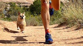 Stray dog runs 80 miles with man gets adopted