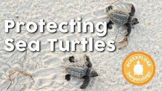 Protecting Sea Turtles Science and Wonder