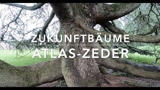 Atlaszeder Cedrus atlantica  - Zukunftbäume